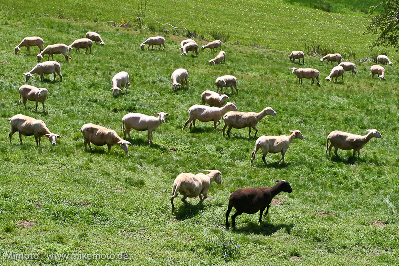 Pyr2007_0104