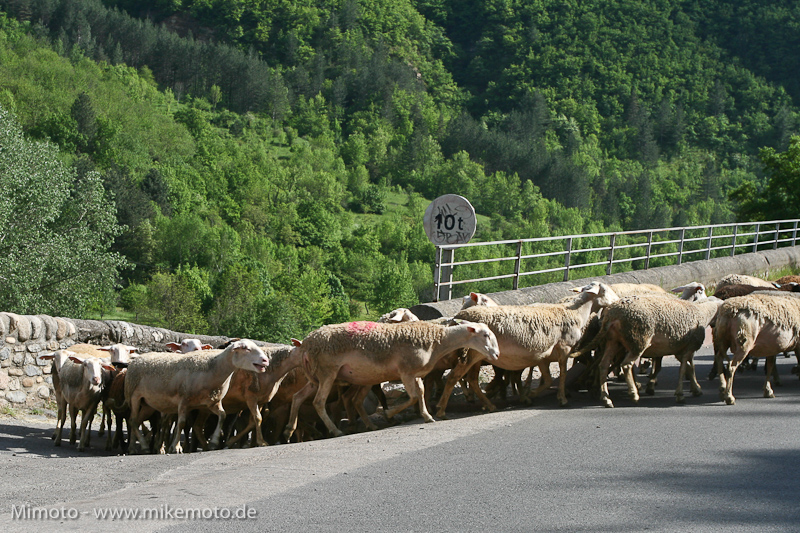Pyr2007_0284