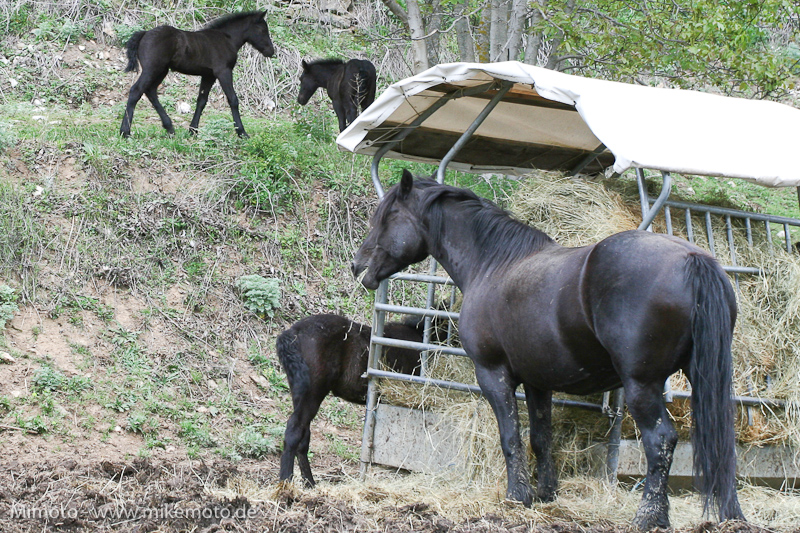 Pyr2007_0507