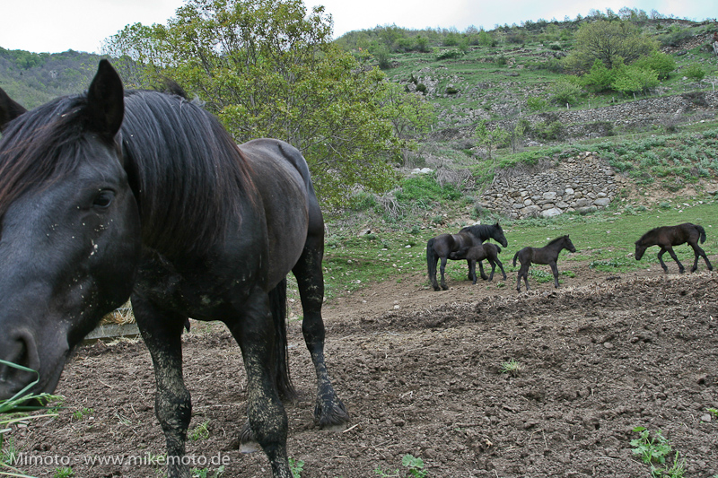 Pyr2007_0517