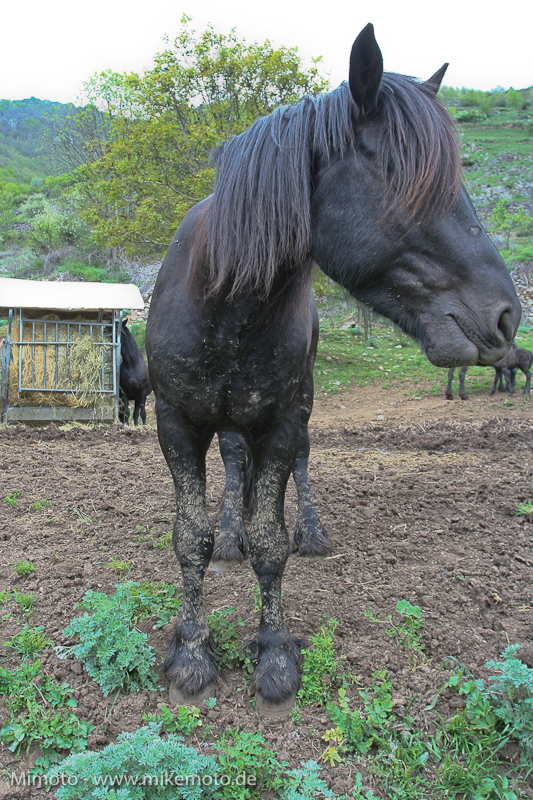 Pyr2007_0520