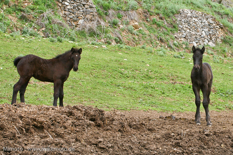 Pyr2007_0527