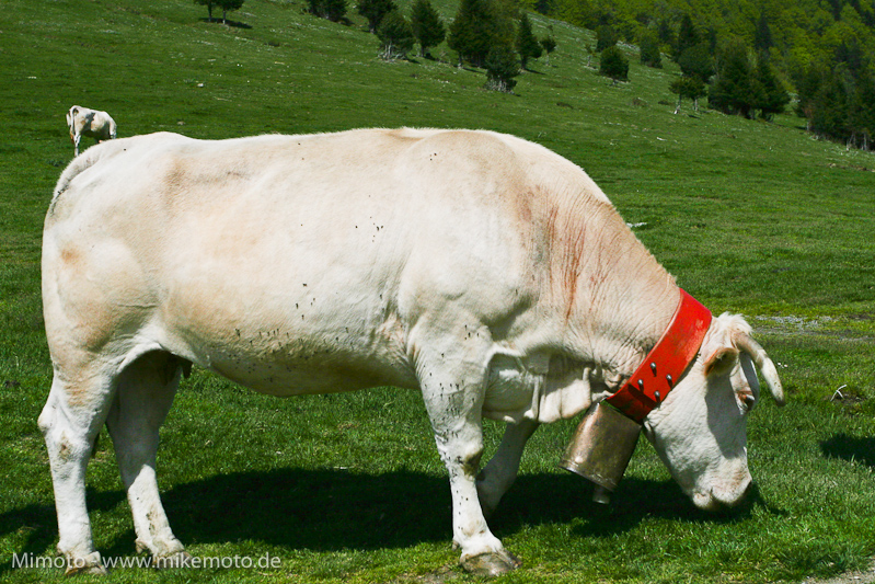Pyr2007_0718