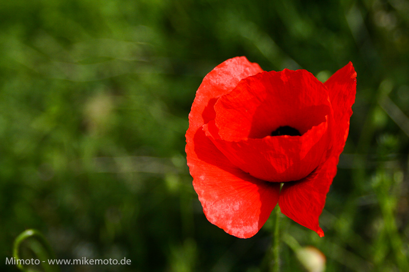 Pyr2007_0918