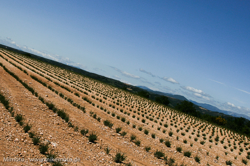 Pyr2007_1017
