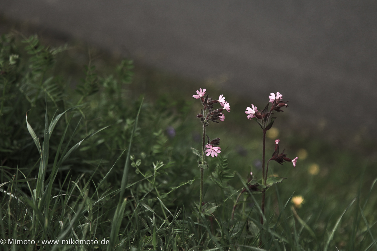 Canon EOS 5D Mark II - EF24-105mm f/4L IS USM